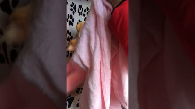 Мягкая игрушка Мишутка с пледом и бантиком "Я Люблю тебя!" :) Вариант подарка ко Дню Влюбленных смотреть онлайн