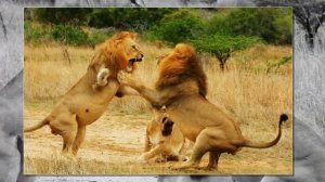 Папа-лев и его львенок впервые встретились в зоопарке, трогательные моменты!