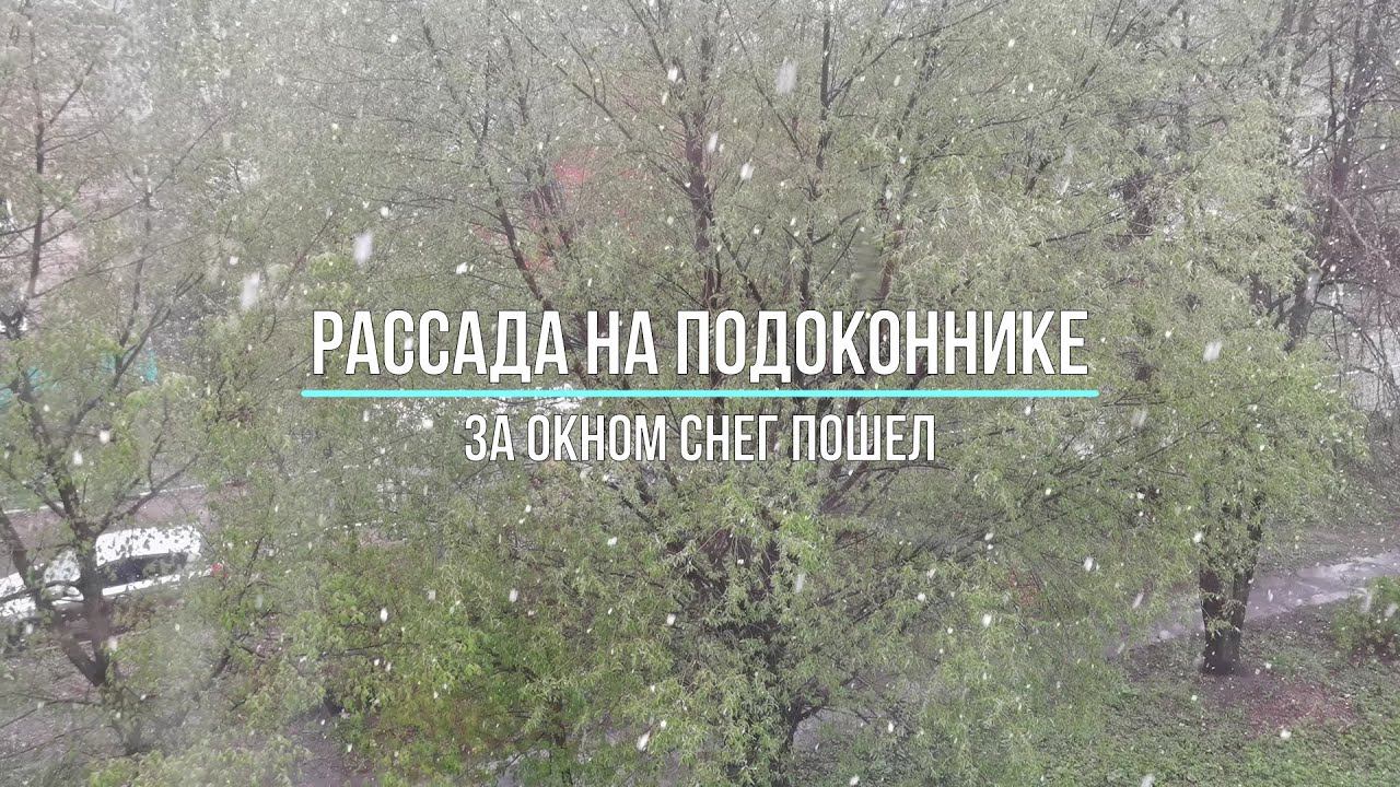 Рассада на подоконнике,  снег за окном - 29 апреля 2023
