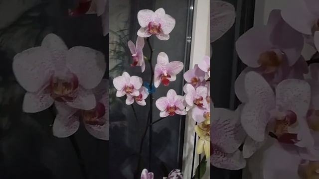 🌺Вечерний обзор орхидей смотреть онлайн