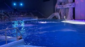 Шоу касаток Москвариум Шоу кругосветное путешествие