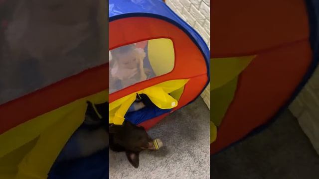 Лабрадор и дети, лабрадор в квартире , лабрадор и ребёнок смотреть онлайн