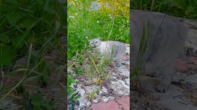 Почему котик ест траву. смотреть онлайн