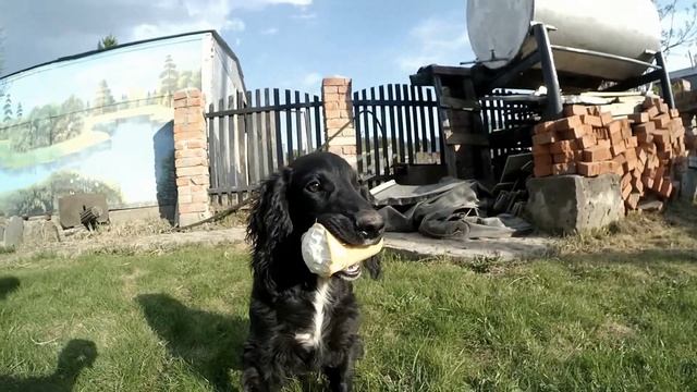 жизнь спаниеля на даче смотреть онлайн
