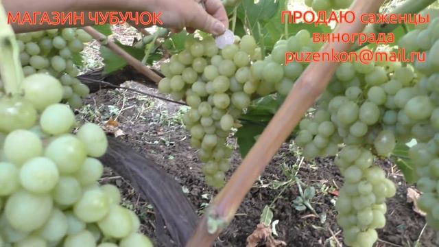 Виноград Тасон- ультраранний с роскошным мускатом (участок Пузенко Натальи Лариасовны) смотреть онлайн