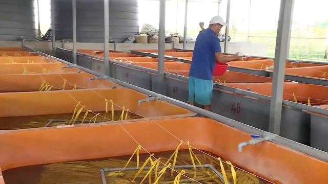 Речной угорь - рыба Вьетнама. Удивительная ферма. River eel is vietnamese fish. Unbelievable farm. смотреть онлайн