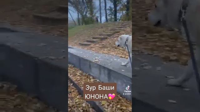 Выпускница питомника ЗУР БАШИ ЮНОНА 💖 8 мес (АЛАБАЙ ЩЕНКИ АЛАБАЯ САО ВОЛКОДАВ АЗИАТЫ) г. Москва смотреть онлайн