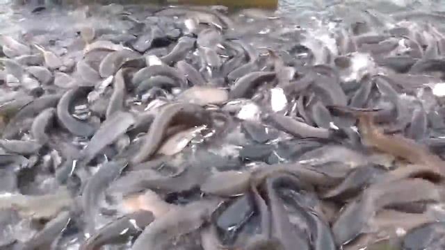 Азиатский карп смотреть онлайн