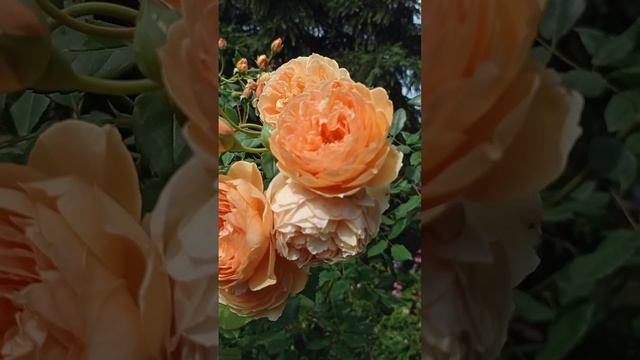 26 июля 2023г,цветут розы,флоксы, гортензии, эхинацея.🏡🌞🌹🌸 смотреть онлайн