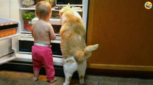 Funny ANIMALS videos- PART 3