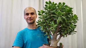 Всё что нужно знать про обрезку и формирование Крассулы | Толстянка | Денежное дерево