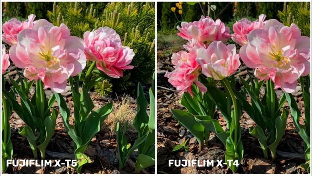 Fujifilm X-T5 VS Fujifilm X-T4 | Camera Test & Comparison