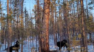 Охота на соболя с лайками. Второй день охоты на дальних угодьях. Обследуем новые места