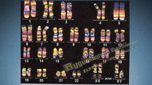 Биология 8 класс $54 Особенности размножения человека