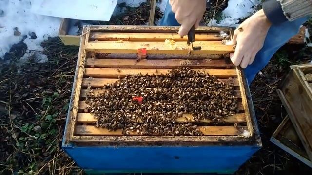 Зимовка пчел без потерь. Что будет если поднять утепление пчел зимой в улье смотреть онлайн