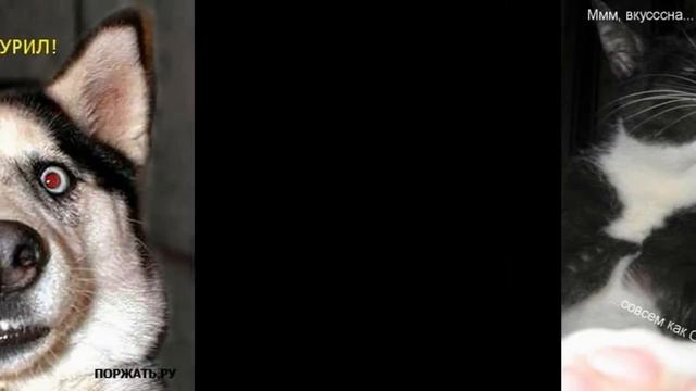 Посмеёмся над животными? смотреть онлайн