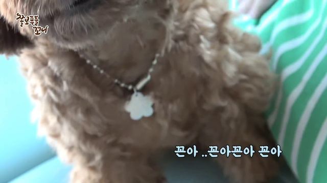 심각한 집착병을 완치시킨 푸들강아지!! смотреть онлайн