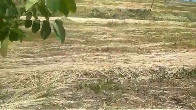 Обход владений и планирование предстоящей роботы. смотреть онлайн