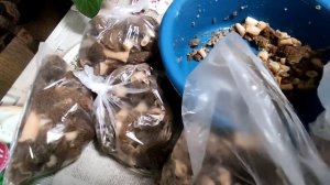 Два способа ХРАНЕНИЯ свежих СМОРЧКОВ на зиму.