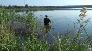 Рыбалка на линя в окнах тростника и рдеста