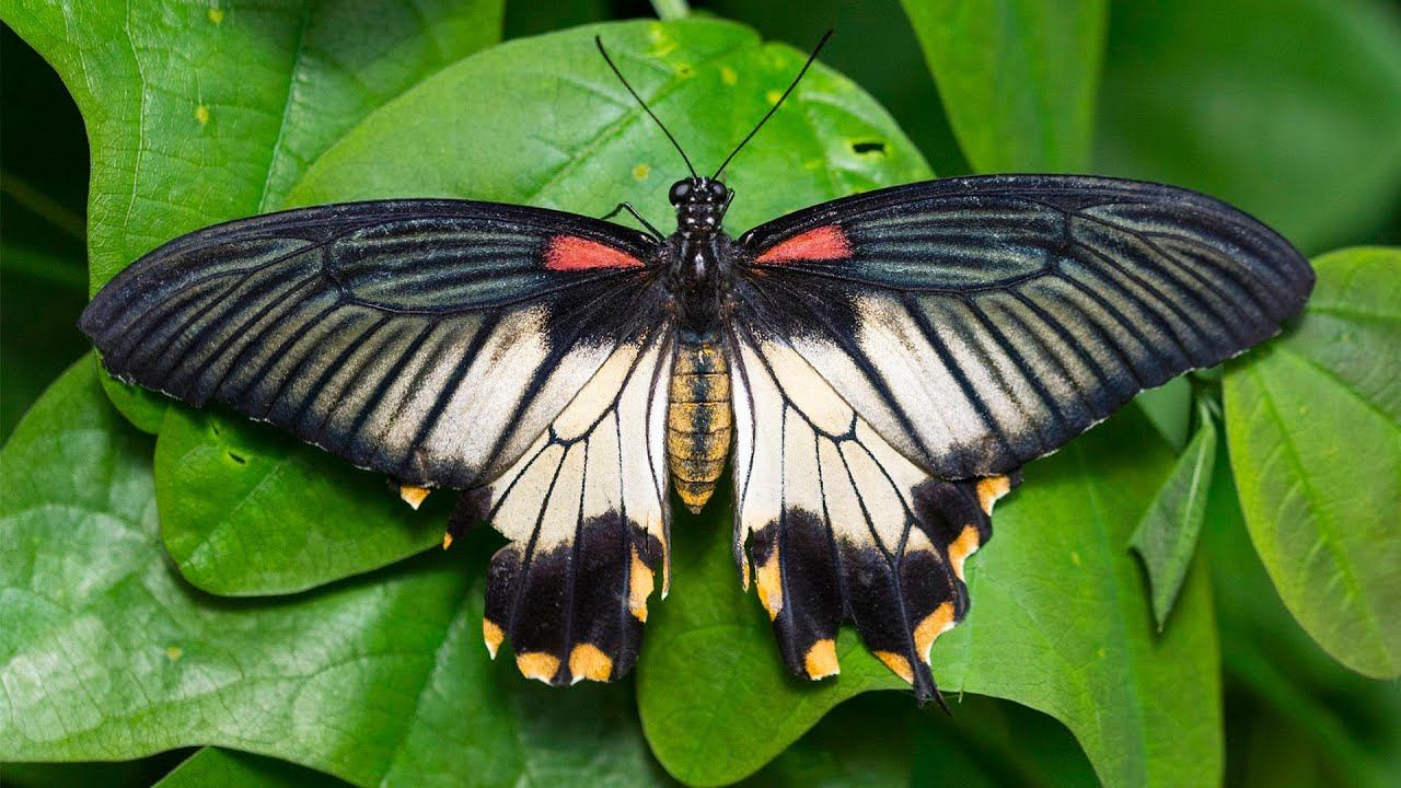 Relaxing Nature Sounds at Butterfly Park смотреть онлайн