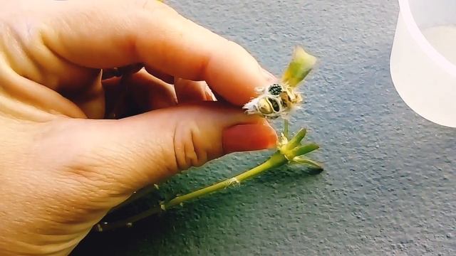 Como Estão As Plantas De Casa 2 - Colhendo Sementes Onze-horas+Gêranios E Suculentas+ Cactos E Romã