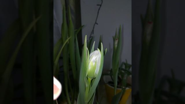 Тюльпаны зимой смотреть онлайн