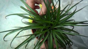 ТИЛЛАНДСИЯ: ПОВТОРНОЕ ЦВЕТЕНИЕ РАСТЕНИЯ