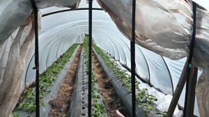 Как сделать двери на теплице? Быстрый и экономный вариант