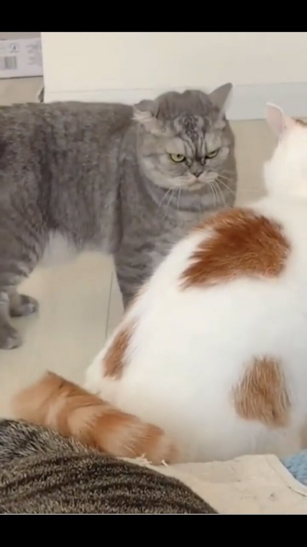 funniest-animals-2024-🐱in-tiktok-😂-funny-and-fails-pets-video