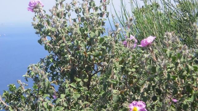 Остров Капри. Познаем красоту природы и истории смотреть онлайн