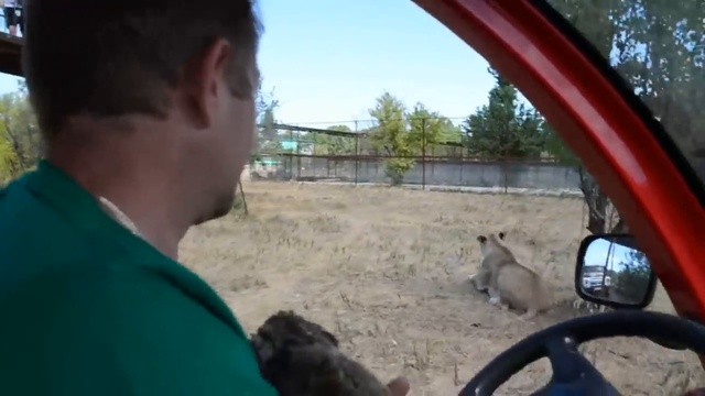 Спасение новорожденных львят в саванне Тайгана!!! смотреть онлайн