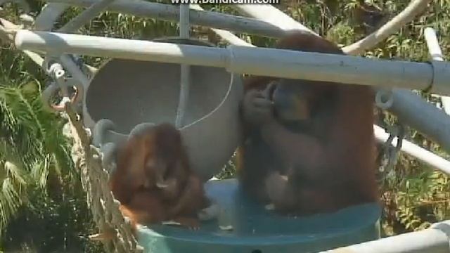 НЕВКУСНАЯ ТЫКВА (06.08.2016)