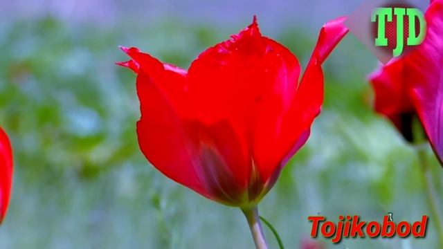 н. ТОЧИКОБОД, манзарахо, природа Таджикистана смотреть онлайн