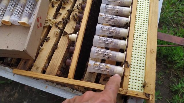 Продам не плодных маток Карника есть лишние смотреть онлайн