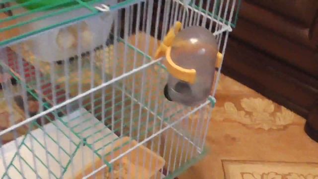 хомяк и перец. Смешное видео. Хомяк думает куда же убрать этот перец)