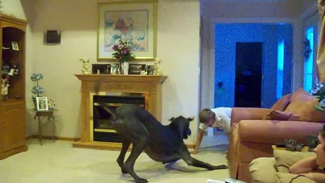 Ripley the Great Dane rough-housing with Evan смотреть онлайн