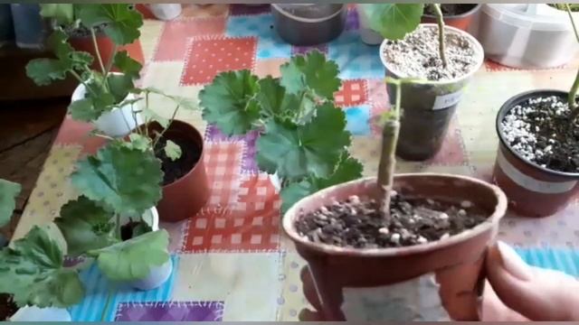 #тюльпановидная#розебудная Купила черенки тюльпановидной пеларгонии. Розебудная смотреть онлайн