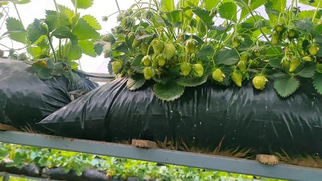 клубника на Кубани 17.04.2022 малообъёмка смотреть онлайн