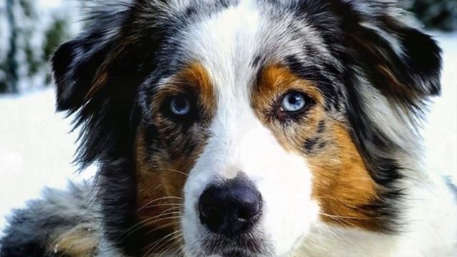 Бордер колли плюсы и минусы породы | Собаководство | Порода Бордер-колли смотреть онлайн