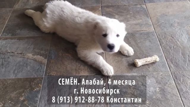 Найден! Семен. Алабай. Новосибирск смотреть онлайн