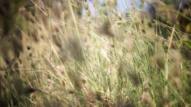 Sony A77M2 1.4/50 movie mode test смотреть онлайн