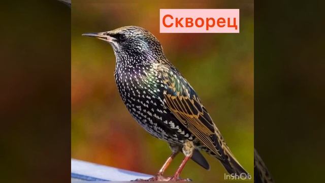 Занятие для подготовительной группы «Мир птиц» смотреть онлайн