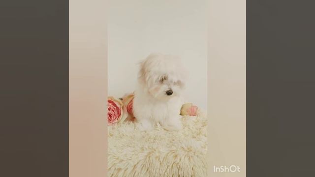 Щенки Мальтийской Болонки! ( Продажа) смотреть онлайн