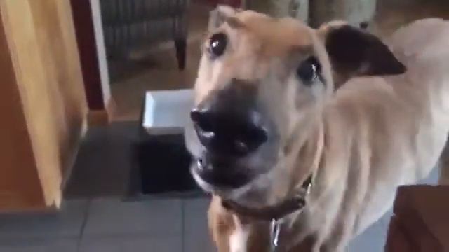 Собака Бензопила (ОНВ)