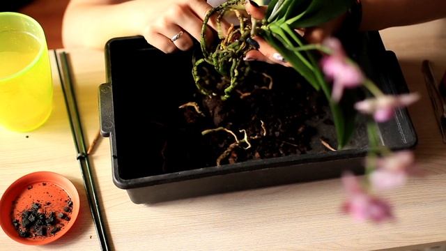 Подробная пересадка фаленопсиса после приобретения смотреть онлайн