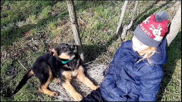 Щенок немецкой овчарки, 3 месяца. смотреть онлайн