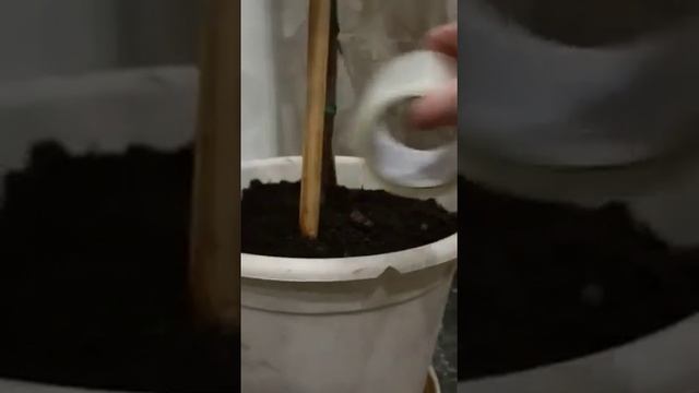 советы от жены....как отучить кота кошку писать какать в горшок с цветами смотреть онлайн