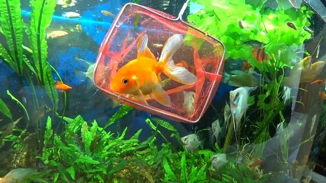 Новые рыбки на разводне. Нерестовые пары смотреть онлайн