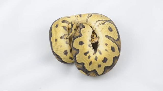 Fire Clown Ball Python Unboxing смотреть онлайн